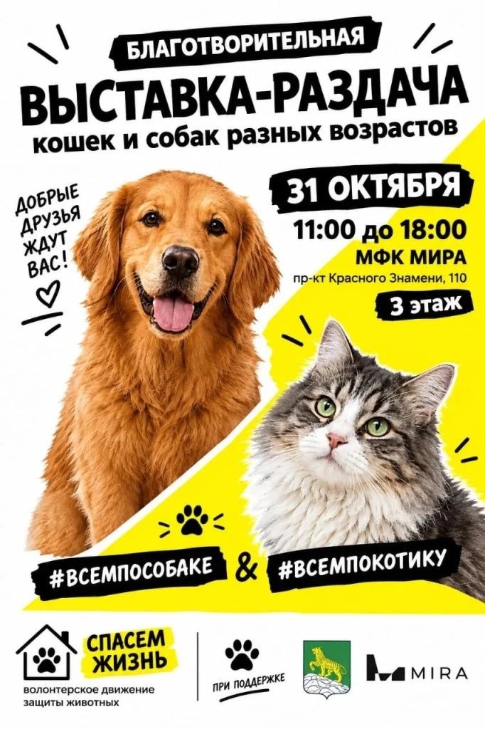 Выставка-раздача кошек и собак пройдет во Владивостоке